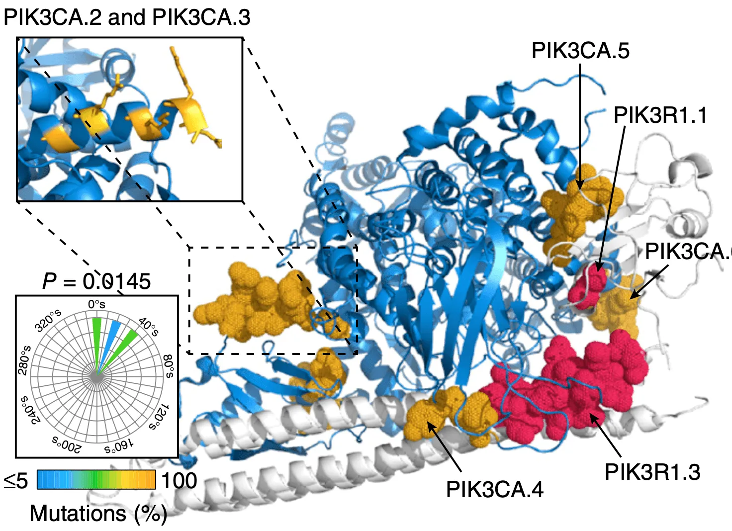 PIK3CA and PIK3R1 mutated regions mapped onto the protein structure